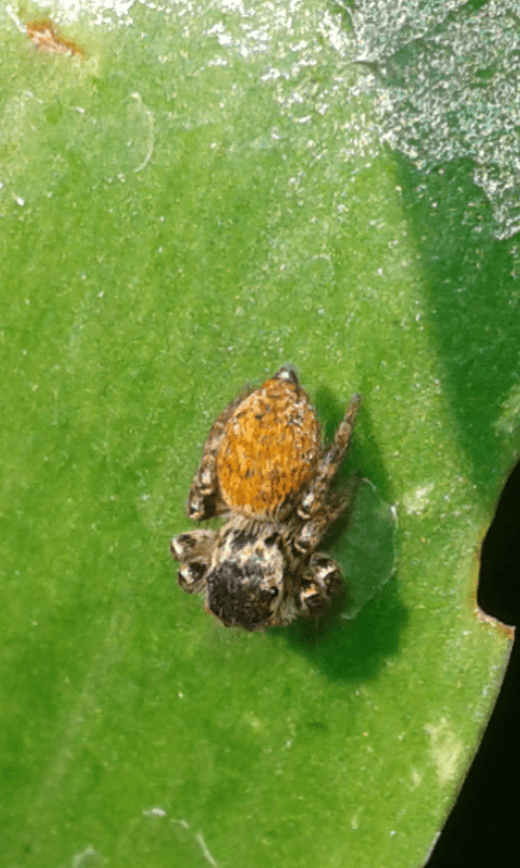 Salticidae : giovane Carrhotus xanthogramma?  S